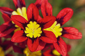 Rot gelb sparaxis blume samen long bloom season heirloom nongmo organic garten samen for anpflanzung
sale for anpflanzung in home garten