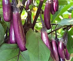 Semillas de verduras de berenjena violeta para plantar