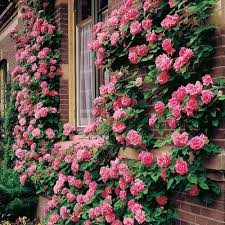Semillas de flores de rosa trepadora perenne rosa delicado para sembrar, ideal para jardines de estilo rústico, variedad tradicional y sin ingeniería genética, semillas para jardín doméstico