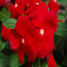 Graines de fleurs de pervenche rouge à semer, aimant le soleil, variété traditionnelle sans OGM, graines pour jardin