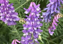 Vesce blanche et violette, graines de fleurs parfumées, floraison abondante, variété traditionnelle sans OGM, graines de jardin biologiques à semer
