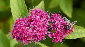 Graines de fleurs d’astilbe rouge à semer, idéales pour les bordures, variété traditionnelle sans OGM, graines pour jardin