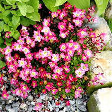 Graines de fleurs de saxifrage rose à semer – populaire au jardin – variété traditionnelle et graines sans OGM pour le jardin familial