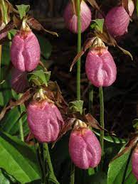 Rosa cypripedium acaule blume samen for anpflanzung - shade tolerant, heirloom & gmo free samen for home garten
sale samen for home garten