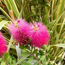 Semillas de flores de Callistemon rosadas para sembrar – favorables para los polinizadores – variedad tradicional y semillas sin ingeniería genética para el jardín doméstico