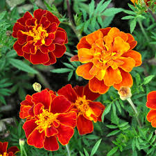 Semillas de tagete rojo para sembrar – flores anuales de colores intensos para parterres