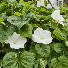 Semillas de flores gigantes Moon para siembra – tolerantes a la semisombra – variedad tradicional y semillas para jardín doméstico sin ingeniería genética
