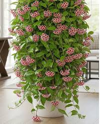 Ceniza Hoya, semillas de flores para sembrar, flores luminosas, variedad tradicional y sin organismos modificados genéticamente, semillas para el jardín doméstico