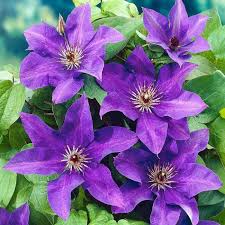 Clématite violette, graines de fleurs à semer, aime le soleil, variété traditionnelle, sans OGM, graines pour jardin familial