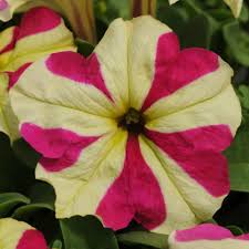 Semillas de petunia rosa y amarilla para siembra, flores luminosas, variedad tradicional y sin ingeniería genética, semillas para jardín doméstico