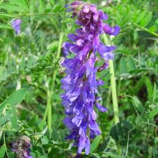 Semillas de guisante de olor azul intenso para sembrar: variedad tradicional sin transgénicos, germinación, semillas ecológicas de jardín, flores amantes del sol