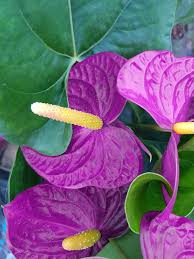 Violet Fleur de flamant graines de fleurs à semer fleur coupée appréciée variété traditionnelle & sans OGM graines pour jardin familial