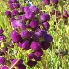 Semillas de Calceolaria violeta para sembrar, ideales para jardines de estilo rústico, variedad tradicional y sin ingeniería genética, semillas para jardín doméstico