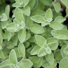 Semillas de orégano zaatar para cultivar en el jardín