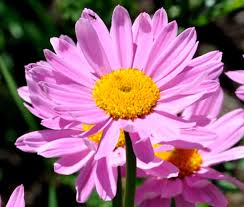 Semillas de flores de Robinson rosa para sembrar – popular como flor de corte – variedad tradicional y sin ingeniería genética, semillas para el jardín doméstico