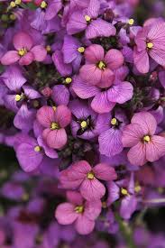 Graines de linifolium violet, idéales à semer et à faire pousser