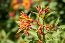 Graines de fleurs roses de Firebush à semer – qualité supérieure – variété traditionnelle & sans OGM, graines pour le jardin familial
