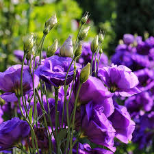 Graines de lisianthus violet à semer – aime le soleil – variété traditionnelle et sans OGM, graines pour jardin familial