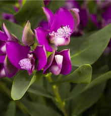 Polygala myrtifolia Semillas para siembra – variedad resistente – variedad tradicional y semillas sin ingeniería genética para el jardín doméstico