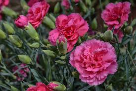 Graines de fleurs d’œillet rose, œillet Caryophyllus, à semer, qualité supérieure, variété traditionnelle sans OGM, graines pour jardin