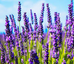 Graines de fleurs de lavande violette à semer, longue saison de floraison, variété traditionnelle et sans OGM, graines pour le jardin familial