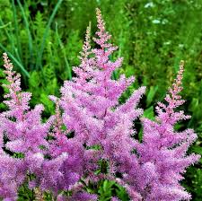 Astilbe violette à semer, port compact, variété traditionnelle et sans OGM, graines pour jardin familial