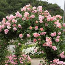 Semillas de flores de árbol de rosa rosadas para siembra – vistosas y coloridas, variedad tradicional y sin ingeniería genética, semillas para el jardín doméstico