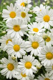 Semillas de flores blancas de otoño para sembrar – de alta calidad – variedad tradicional y sin ingeniería genética, Semillas Jardín Doméstico