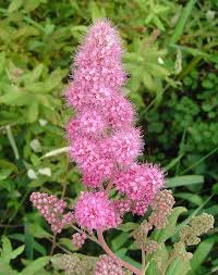 Semillas de astilbe rosa para siembra – fácil de cuidar – variedad tradicional y semillas sin OMG para el jardín doméstico