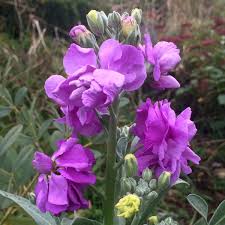 Violett Levkoje Incana Blumensamen zur Aussaat – Halbschatten verträglich – Traditionssorte & ohne Gentechnik Samen Hausgarten