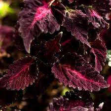Graines de coléus rose et noir multicolore à semer, idéales pour les bordures, variété traditionnelle, sans OGM, graines pour jardin familial