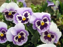 Pensamiento blanco y violeta, semillas de flores para sembrar, variedad tradicional sin ingeniería genética, ecológicas, semillas de jardín, germinación
