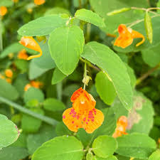 Semillas de flores de impaciencia naranja y blanca para sembrar, variedad tradicional sin transgénicos, semillas ecológicas de jardín, germinación