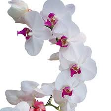 Semillas de orquídea mariposa blanca y rosa para sembrar, coloridas y llamativas, variedad tradicional y sin ingeniería genética, semillas para el jardín doméstico