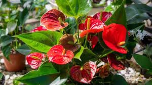 Rojo y blanco Anturio para siembra flor de corte popular variedad tradicional y sin ingeniería genética semillas para el jardín doméstico