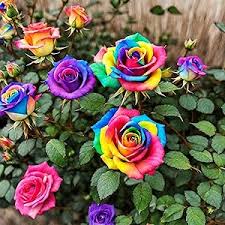 Graines de rose arc-en-ciel rose tendre à semer, colorées et spectaculaires, variété traditionnelle, sans OGM, graines pour jardin familial