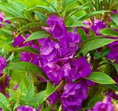 Violeta, semillas de balsamina y camelia para siembra, tolerantes a la sequía, variedad tradicional y sin ingeniería genética, semillas para jardín doméstico
