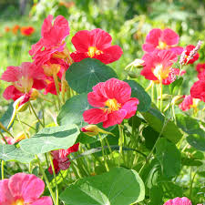 Semillas de Tropaeolum majus rosa para sembrar, flores aromáticas, variedad tradicional y sin ingeniería genética, semillas para jardín doméstico