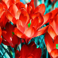 Rouge Crocus, graines de fleurs à semer, favorables aux pollinisateurs, variété traditionnelle et sans OGM, graines pour jardin familial