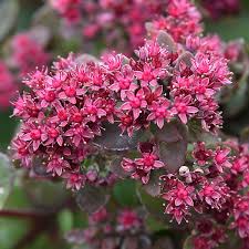 Graines de sedum rose à semer – tolère la sécheresse – variété traditionnelle et semences sans OGM pour jardin familial