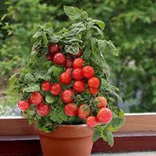 Graines de tomate bonsaï rouge à planter pour les jardins potagers