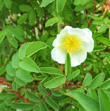 semillas de Xanthina blanca y rosa para sembrar, temporada de floración larga, variedad tradicional y sin organismos modificados genéticamente, semillas para el jardín doméstico