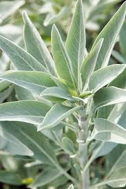 Semillas de flores de salvia blanca para sembrar, mezcla de flores silvestres, variedad tradicional y sin OGM, semillas para el jardín doméstico