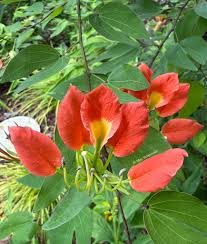orchidée papillon rouge et jaune graines de fleurs à semer faciles d’entretien variété traditionnelle et sans OGM graines pour jardin familial