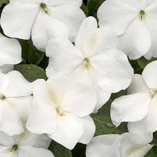 Semillas de impaciencia blanca para flores, para sembrar: flores luminosas, variedad tradicional y sin transgénicos, semillas para el jardín doméstico