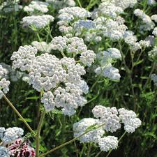 Semillas de Achillea Millefolium para sembrar, mezcla de flores silvestres coloridas, variedad tradicional y sin ingeniería genética, semillas para jardín doméstico