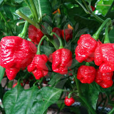 Semillas de chile Trinidad Scorpion rojo para plantar, variedad picante