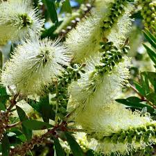 Semillas de Callistemon blanco para sembrar, tolerante a la sequía, variedad tradicional y sin transgénicos, semillas para jardín doméstico