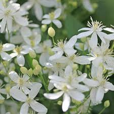 Semillas de flores de clemátide blanca para sembrar – crecimiento compacto – variedad tradicional y sin ingeniería genética, semillas para el jardín doméstico
