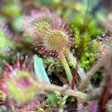 Semillas de rocío de sol rosa y verde para sembrar, variedad tradicional de alta calidad y sin ingeniería genética, semillas para jardín doméstico